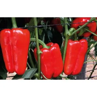 Compra PIMIENTO XALAPA F1 (1000 Semillas) en la tienda online Fito Agrícola
