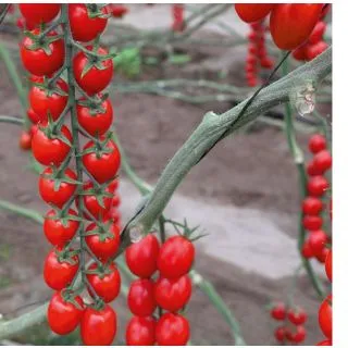 Compra TOMATE YUPARANA F1 (1.000 Semillas) en la tienda online Fito Agrícola
