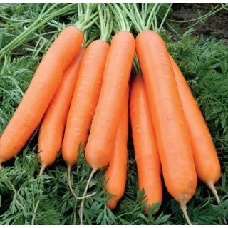 Compra ZANAHORIA ALLYANCE F1 (100.000 Semillas Cal. 1.6 - 1.8) en la tienda online Fito Agrícola