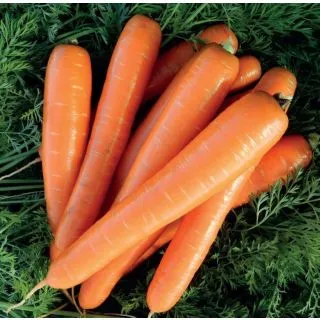 Compra ZANAHORIA BRILLYANCE F1 (100.000 Semillas Cal. 1.6 - 1.8) en la tienda online Fito Agrícola