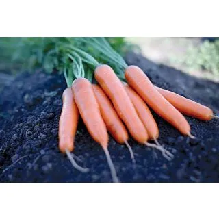 Compra ZANAHORIA MARLIN F1 (25.000 Semillas) en la tienda online Fito Agrícola