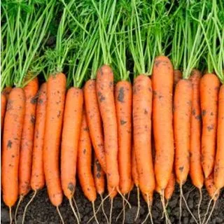 Compra ZANAHORIA CARVORA F1 (1.000.000 Semillas). en la tienda online Fito Agrícola