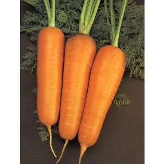 Compra ZANAHORIA CHANTENAY REX (100 gr.). en la tienda online Fito Agrícola