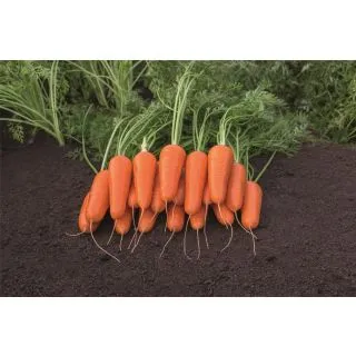 Compra ZANAHORIA CORDOBA F1 Precisión (100.000 Semillas Cal. 2.0 - 2.2 mm.). en la tienda online Fito Agrícola