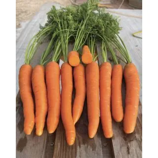 Compra ZANAHORIA LADY F1 (100.000 Semillas). en la tienda online Fito Agrícola