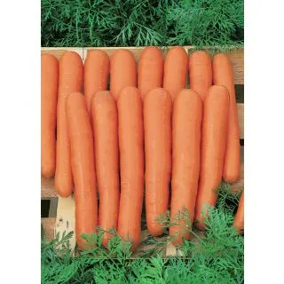 Compra ZANAHORIA MAESTRO F1 Vilseed (25.000 Semillas). en la tienda online Fito Agrícola