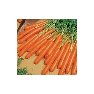 Compra ZANAHORIA NANTES FORTO (100 gr.). en la tienda online Fito Agrícola