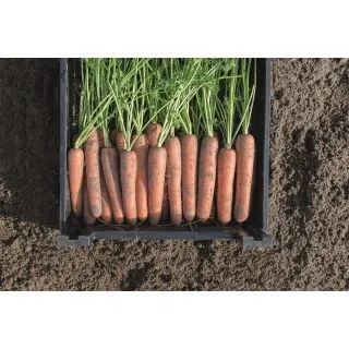 Compra ZANAHORIA NAVAL F1 ECOLÓGICA. Precision (25.000 Sem .Cal. 1.6 - 1.8 mm.) en la tienda online Fito Agrícola