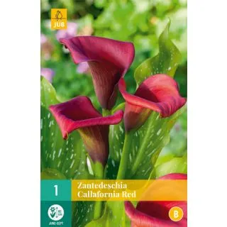 Compra CALA CALLAFORNIA RED en la tienda online Fito Agrícola