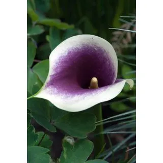 Compra CALA PICASSO (25 Unid.). en la tienda online Fito Agrícola