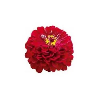 Compra ZINNIA BENARY'S GIANT MIX (1000 Semillas). en la tienda online Fito Agrícola