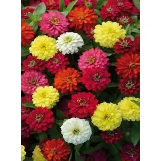 Compra ZINNIA ZAHARA ® DOBLE F1 MIX (1000 Semillas). en la tienda online Fito Agrícola