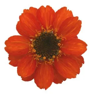 Compra ZINNIA PROFUSSION FIRE (240 Plantas). en la tienda online Fito Agrícola