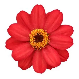 Compra ZINNIA PROFUSSION RED (240 Plantas). en la tienda online Fito Agrícola
