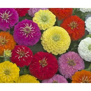 Compra ZINNIA PRECIOSA MIXT (240 Plantas). en la tienda online Fito Agrícola