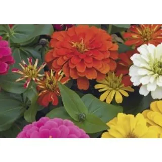Compra ZINNIAS MAGELLAN MIX (240 Plantas). en la tienda online Fito Agrícola