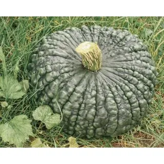 Compra CALABAZA MARINA DI CHIOGGIA (500 Semillas). en la tienda online Fito Agrícola