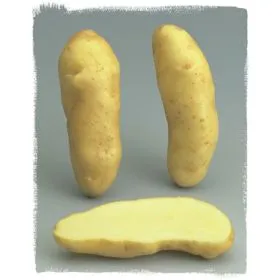 Compra PATATA DE SIEMBRA RATTE FR 25/32 [M] (25 Unid.) en la tienda online Fito Agrícola