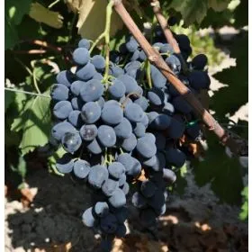 Compra UVA DE MESA AUTUMN BLACK [RI] - Planta Individual en la tienda online Fito Agrícola