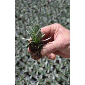 Compra LAVANDA ANGUSTIFOLIA (126 Plantas). en la tienda online Fito Agrícola