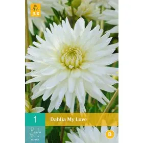 Compra DALIA MY LOVE en la tienda online Fito Agrícola