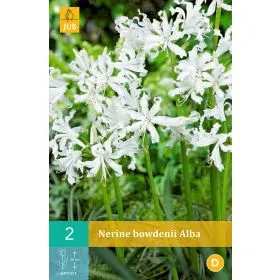 Compra NERINE BOWDENII ALBA en la tienda online Fito Agrícola