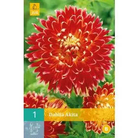 Compra DALIA AKITA en la tienda online Fito Agrícola