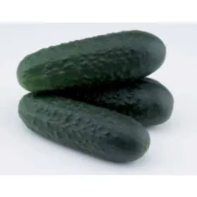 Compra PEPINO URANO F1 (1.000 Semillas) en la tienda online Fito Agrícola