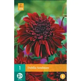 Compra DALIA SOULMAN en la tienda online Fito Agrícola