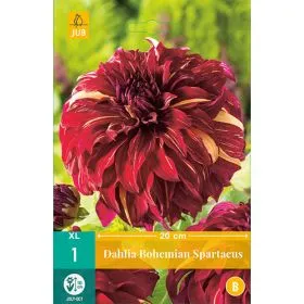 Compra DALIA BOHEMIAN SPARTACUS en la tienda online Fito Agrícola