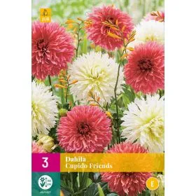 Compra DALIA CUPIDO FRIENDS XXL en la tienda online Fito Agrícola