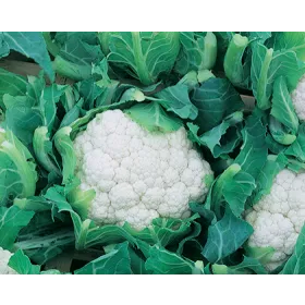 Compra COLIFLOR MEMPHIS F1 Vilsem (2.500 Semillas). en la tienda online Fito Agrícola