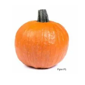 Compra CALABAZA FLYN F1 (1.000 Semillas) en la tienda online Fito Agrícola