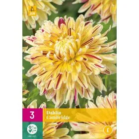 Compra DALIA CAMBRIDGE XXL en la tienda online Fito Agrícola