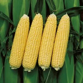 Compra MAÍZ SUPERDULCE CHALLENGER F1 (100.000 Semillas). en la tienda online Fito Agrícola