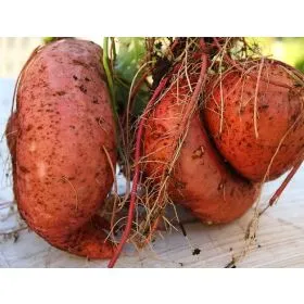 Compra BONIATO BEAUREGARD EPS104 en la tienda online Fito Agrícola