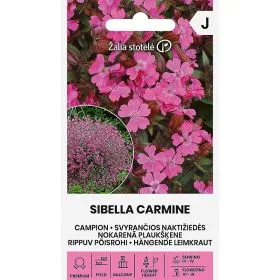 Compra CAMPION SIBELLA CARMINE (20 Semillas). en la tienda online Fito Agrícola
