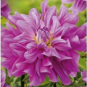 Compra DALIA BLUETIFUL (10 Unid.). en la tienda online Fito Agrícola