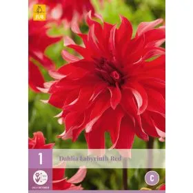 Compra DALIA LABYRINTH RED en la tienda online Fito Agrícola