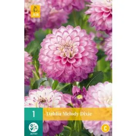 Compra DALIA MELODY DIXIE en la tienda online Fito Agrícola