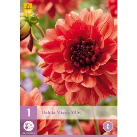 Compra DALIA MISSIS MILEY en la tienda online Fito Agrícola