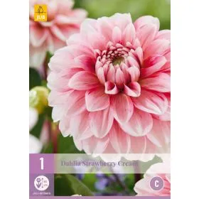 Compra DALIA STRAWBERRY CREAM en la tienda online Fito Agrícola