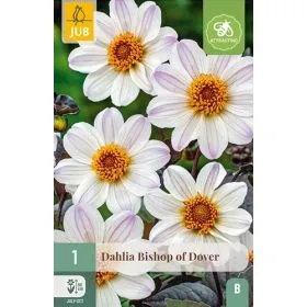 Compra DALIA BISHOP OF DOVER en la tienda online Fito Agrícola