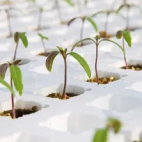 Compra TOMATE DRO141TX (10.000 Semillas). en la tienda online Fito Agrícola