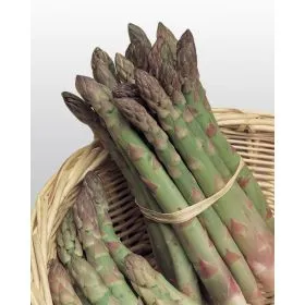 Compra ESPÁRRAGO UC 157 F1 (25.000 Semillas). en la tienda online Fito Agrícola