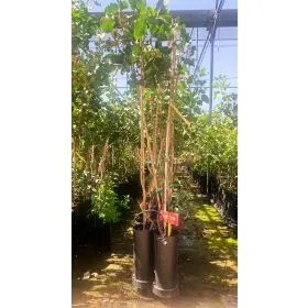 Compra PISTACHO PETER en la tienda online Fito Agrícola