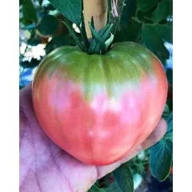 Compra TOMATE CIMABUE F1 Pildorado (5.000 Semillas). en la tienda online Fito Agrícola