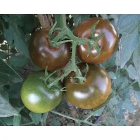 Compra TOMATE NERONDO F1 Pildorado (1.000 Semillas). en la tienda online Fito Agrícola